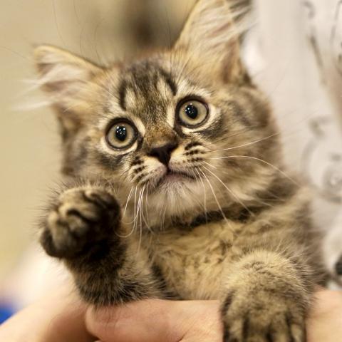サイベリアンの写真5