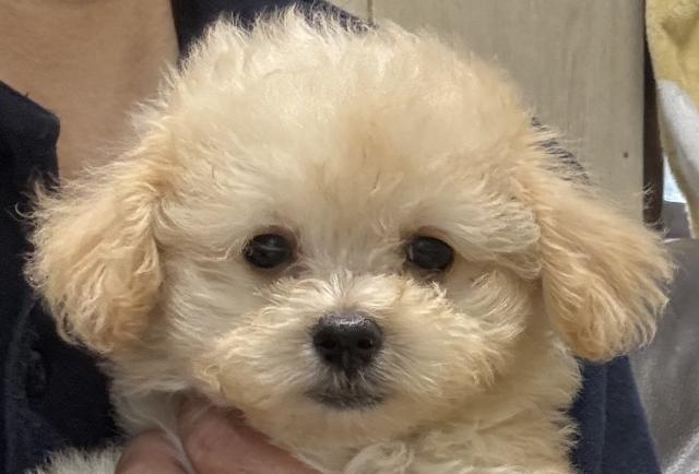 ミックス