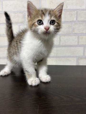 ジェネッタ