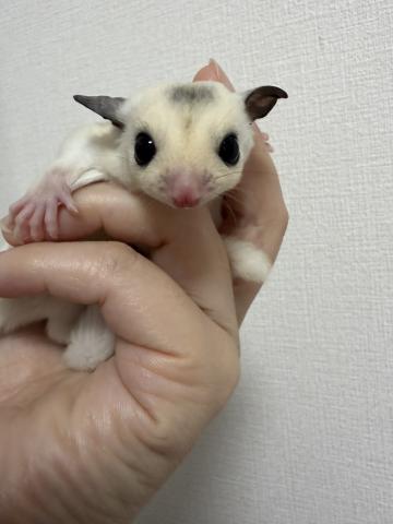モザイク