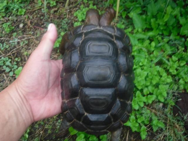 アルダブラゾウガメ 2