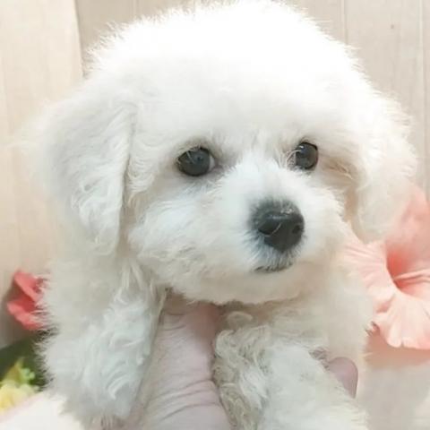 ビションフリーゼ