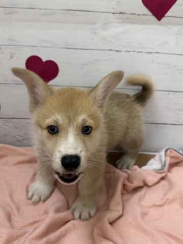 MIX子犬