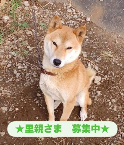 柴犬