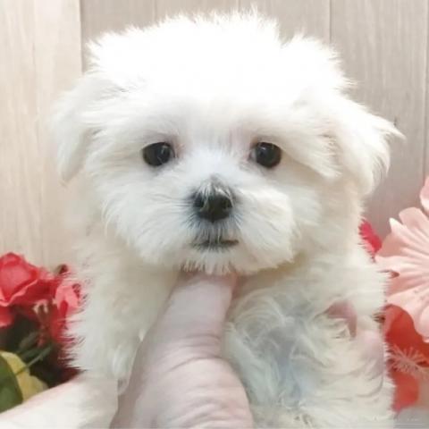 マルチーズ