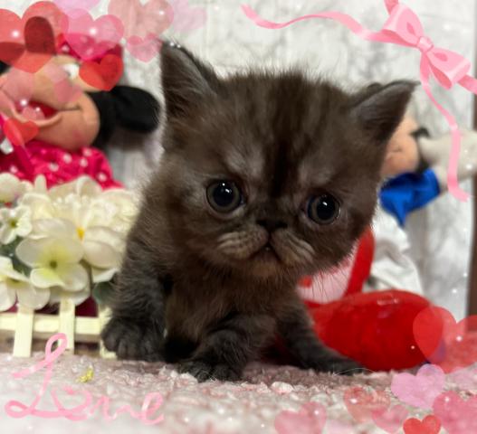 エキゾチックショートヘアー