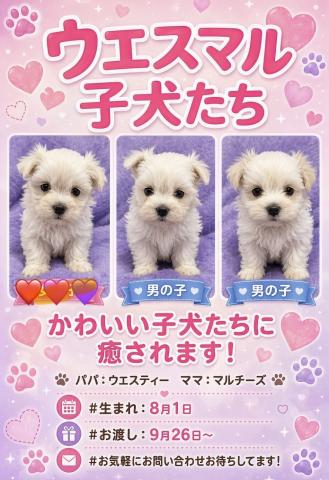 MIXの写真6