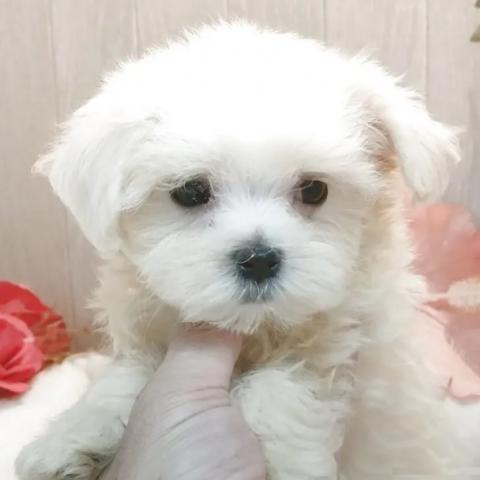 マルチーズ