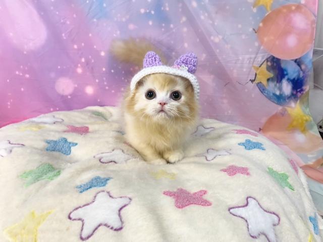 マンチカンの写真3
