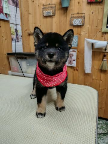 柴犬