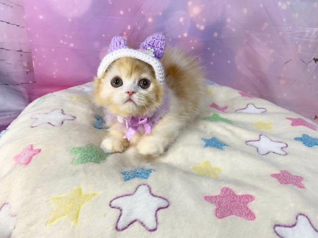 マンチカンの写真5