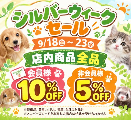 シーズーの写真6