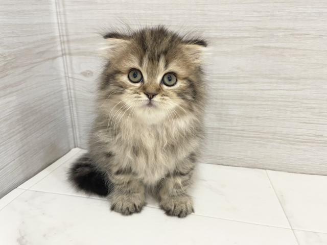 スコティッシュフォールド