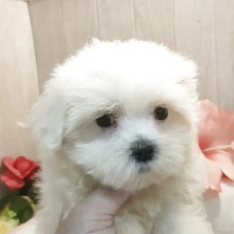 マルチーズ