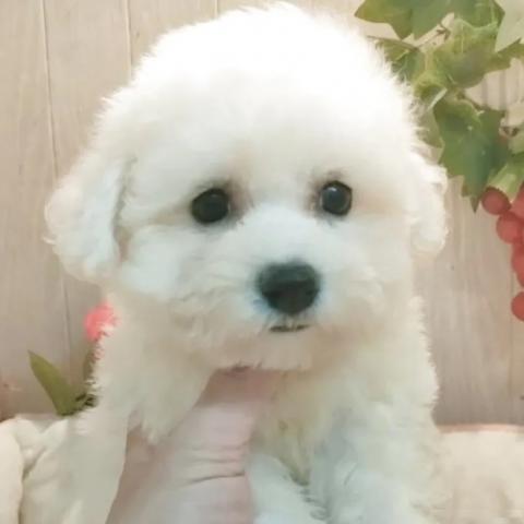 ビションフリーゼ