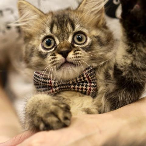 サイベリアンの写真3