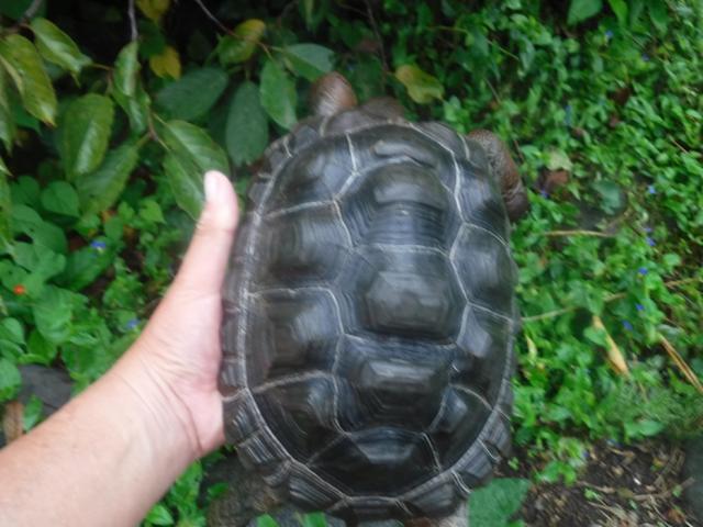 アルダブラゾウガメ 1