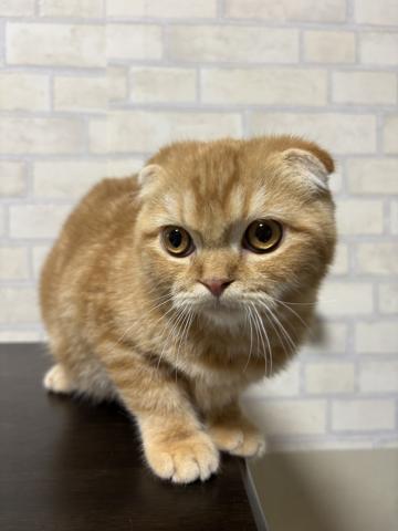スコティッシュフォールド