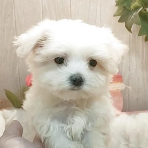 マルチーズ