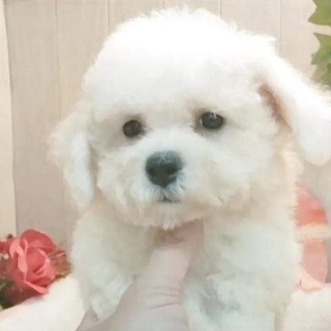 ビションフリーゼ
