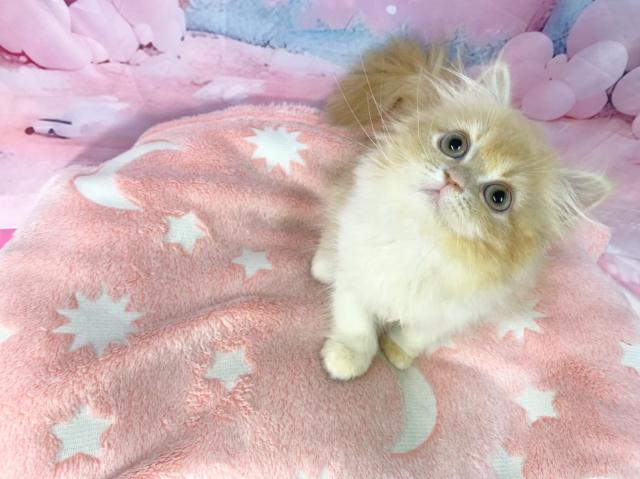 スコティッシュフォールドの写真4