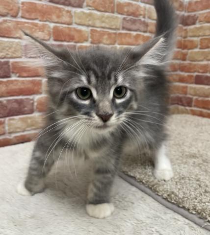 ノルウェージャンフォレストキャット