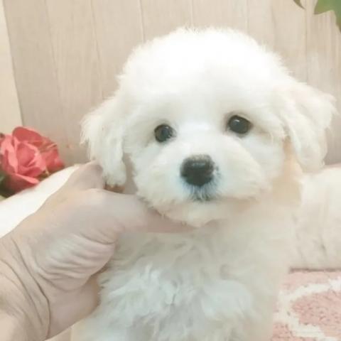 ビションフリーゼ