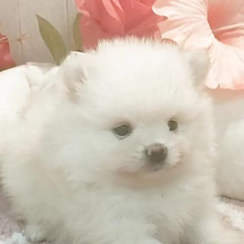 ポメラニアン