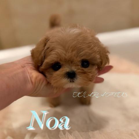 マルプー