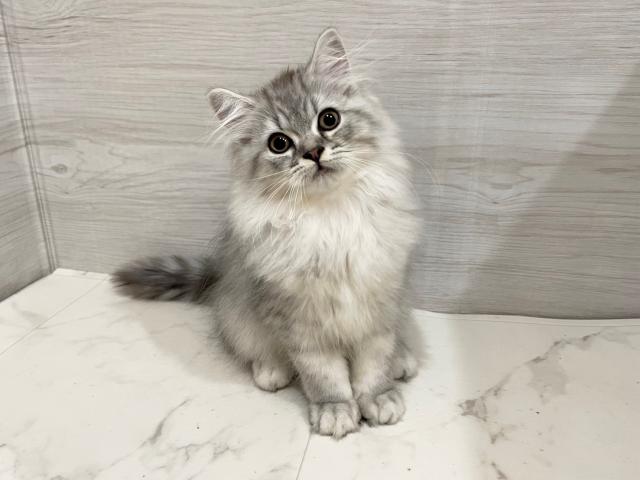 スコティッシュフォールド
