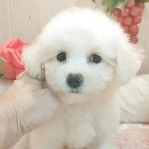 ビションフリーゼ