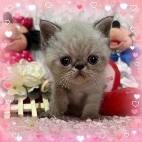 エキゾチックショートヘアー
