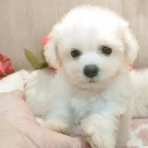 ビションフリーゼ