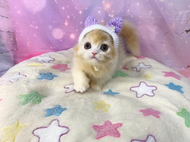 マンチカンの写真4