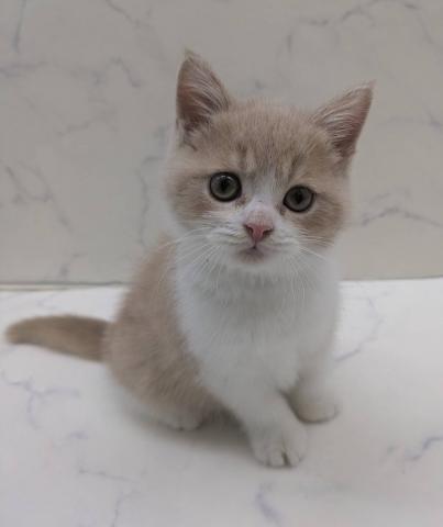 MIX（雑種）