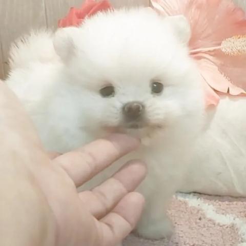 ポメラニアン