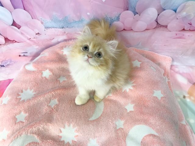 スコティッシュフォールドの写真2