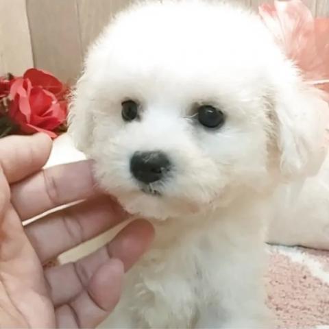 ビションフリーゼ