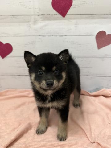 柴犬子犬