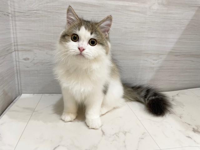 スコティッシュフォールド