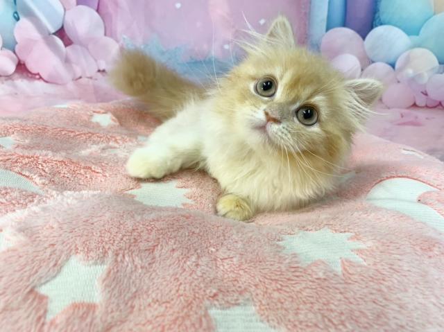 スコティッシュフォールドの写真3