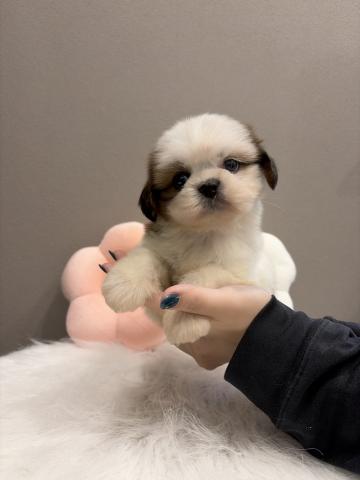 シーズーまんまる癒し顔💖の写真5