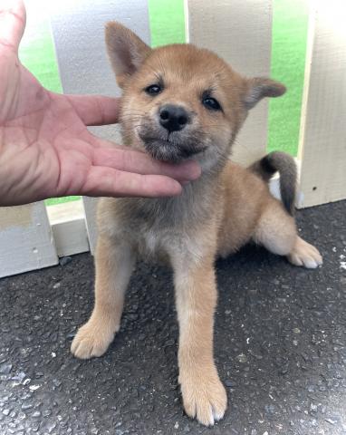 柴犬【4頭限定のサプライズ特価】【総額98,000円】柴犬🌴お問い合わせ8件入ってます✨
