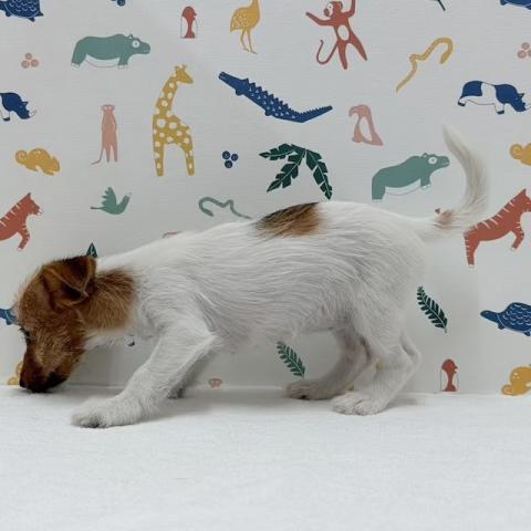 ジャックラッセルテリアの写真3