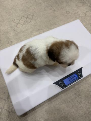 シーズーまんまる癒し顔💖の写真6