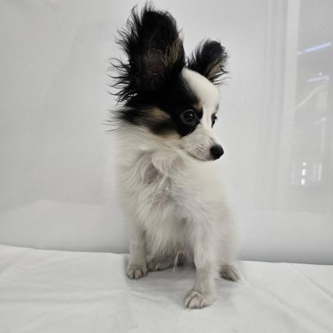 パピヨンの写真4