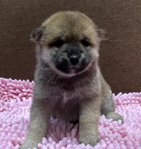 【本日限定サプライズ特価】【総額198,000円】豆柴犬🌴お問い合わせ5件入ってます✨