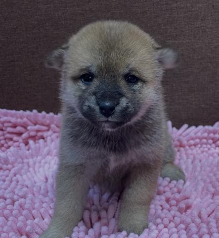 【本日限定サプライズ特価】【総額238,000円】豆柴犬🌴お問い合わせ6件入ってます✨