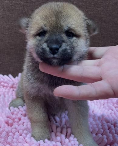 【本日限定サプライズ特価】【総額198,000円】豆柴犬🌴お問い合わせ13件入ってます✨