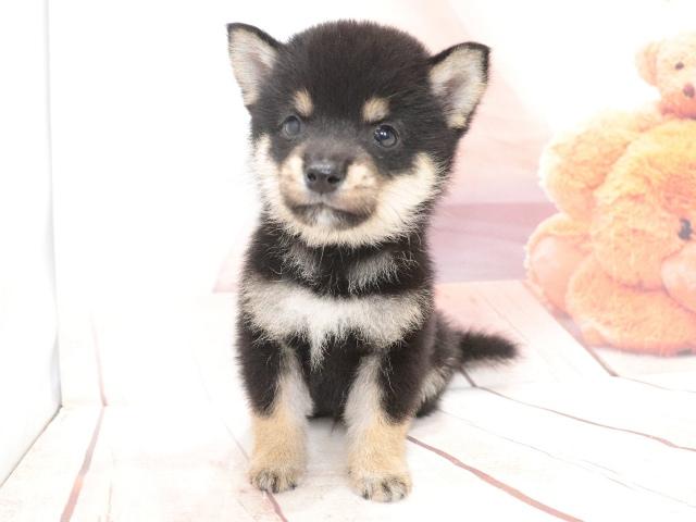 柴犬(豆柴)の写真4